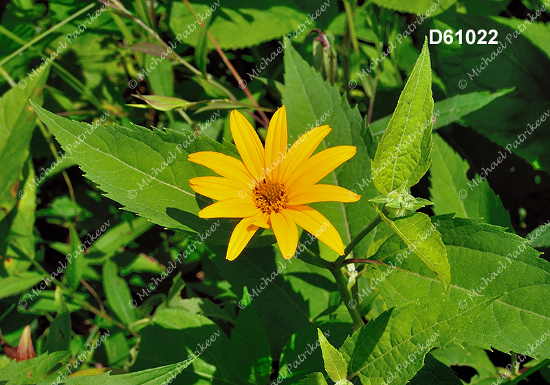 False Sunflower (Heliopsis helianthoides)